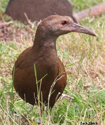 Lord Howe Island woodhen Lord Howe Island woodhen